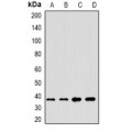 LifeSab™ Anamorsin Rabbit pAb (50 µl)
