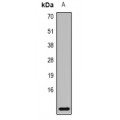 LifeSab™ MRP8 Rabbit pAb (50 µl)