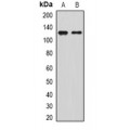 LifeSab™ SIRT1 Rabbit pAb (50 µl)