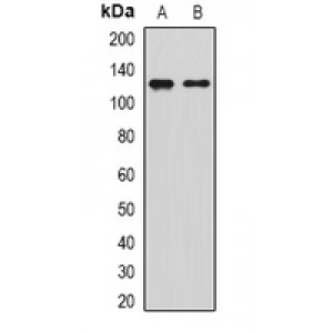 LifeSab™ SIRT1 Rabbit pAb (50 µl)