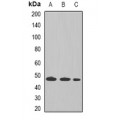 LifeSab™ Tapasin Rabbit pAb (50 µl)