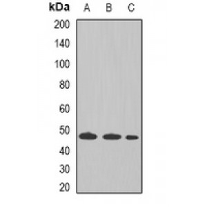 LifeSab™ Tapasin Rabbit pAb (50 µl)