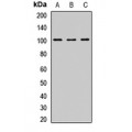 LifeSab™ DDX21 Rabbit pAb (50 µl)