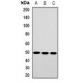 LifeSab™ TEAD3 Rabbit pAb (50 µl)