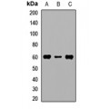 LifeSab™ RPS6KL1 Rabbit pAb (50 µl)