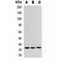 LifeSab™ ZNF346 Rabbit pAb (50 µl)