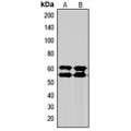 LifeSab™ SMAD2/3 Rabbit pAb (50 µl)