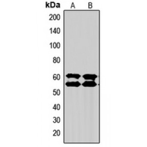LifeSab™ SMAD2/3 Rabbit pAb (50 µl)