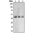 LifeSab™ ERK1/2 Rabbit pAb (50 µl)