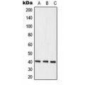 LifeSab™ hNRNP C Rabbit pAb (50 µl)