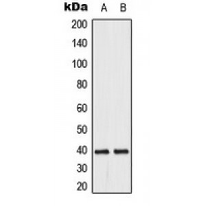 LifeSab™ DUSP1/4 Rabbit pAb (50 µl)