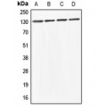 LifeSab™ ABL1/2 Rabbit pAb (50 µl)