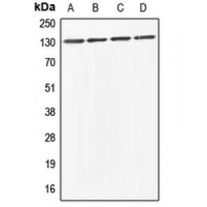 LifeSab™ ABL1/2 Rabbit pAb (50 µl)