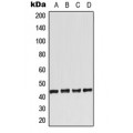 LifeSab™ Adenosine A2a Receptor Rabbit pAb (50 µl)