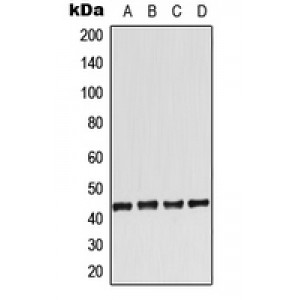 LifeSab™ Adenosine A2a Receptor Rabbit pAb (50 µl)