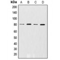 LifeSab™ GRK2 (pS29) Rabbit pAb (50 µl)