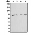 LifeSab™ Annexin A6 Rabbit pAb (50 µl)