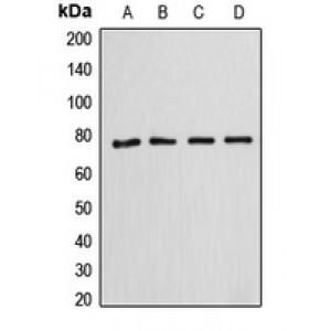 LifeSab™ Annexin A6 Rabbit pAb (50 µl)