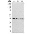 LifeSab™ Apolipoprotein F Rabbit pAb (50 µl)