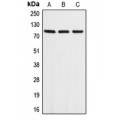 LifeSab™ APLP2 Rabbit pAb (50 µl)