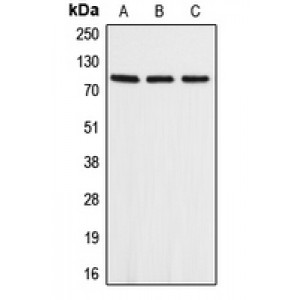 LifeSab™ APLP2 Rabbit pAb (50 µl)