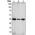 LifeSab™ ATF4 Rabbit pAb (50 µl)