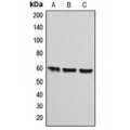 LifeSab™ ATP5A1 Rabbit pAb (50 µl)