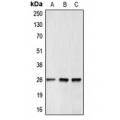LifeSab™ BCL2 Rabbit pAb (50 µl)