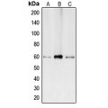 LifeSab™ BMP2 Rabbit pAb (50 µl)