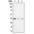 LifeSab™ BNIP2 Rabbit pAb (50 µl)