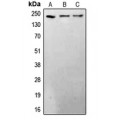 LifeSab™ BRCA1 Rabbit pAb (50 µl)