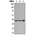 LifeSab™ CD157 Rabbit pAb (50 µl)
