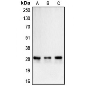 LifeSab™ Carbonic Anhydrase 2 Rabbit pAb (50 µl)