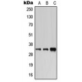 LifeSab™ Carbonic Anhydrase 6 Rabbit pAb (50 µl)