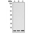 LifeSab™ Caspase 1 p10 Rabbit pAb (50 µl)