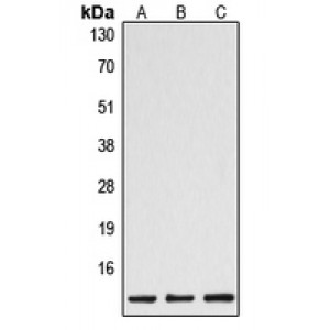LifeSab™ Caspase 1 p10 Rabbit pAb (50 µl)
