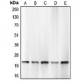 LifeSab™ Caspase 1 Rabbit pAb (50 µl)