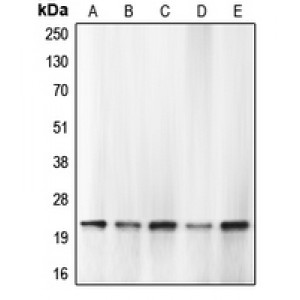 LifeSab™ Caspase 1 Rabbit pAb (50 µl)