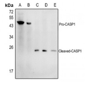 LifeSab™ Caspase 1 Rabbit pAb (50 µl)