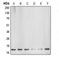 LifeSab™ Caspase 3 p17 Rabbit pAb (50 µl)
