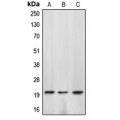 LifeSab™ Caspase 4 p20 Rabbit pAb (50 µl)