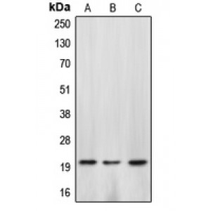 LifeSab™ Caspase 4 p20 Rabbit pAb (50 µl)