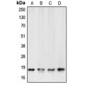 LifeSab™ Caspase 6 p18 Rabbit pAb (50 µl)