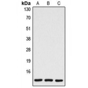 LifeSab™ Caspase 7 p11 Rabbit pAb (50 µl)