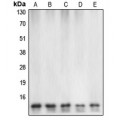 LifeSab™ Caspase 7 Rabbit pAb (50 µl)