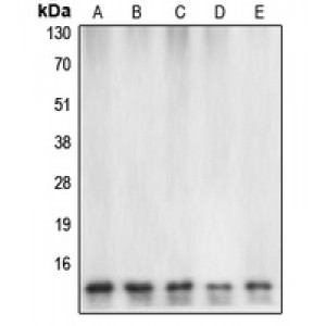 LifeSab™ Caspase 7 Rabbit pAb (50 µl)