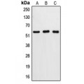 LifeSab™ Caspase 8 Rabbit pAb (50 µl)