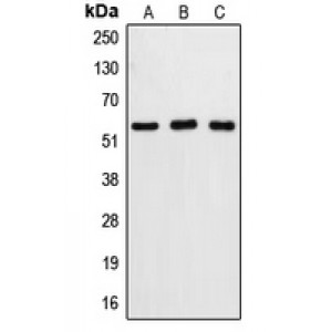 LifeSab™ Caspase 8 Rabbit pAb (50 µl)