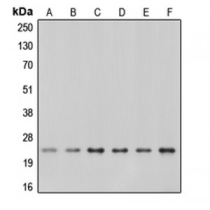 LifeSab™ Caveolin 1 Rabbit pAb (50 µl)