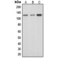 LifeSab™ c-CBL (pY674) Rabbit pAb (50 µl)